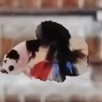 betta814