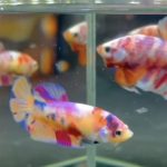 betta817