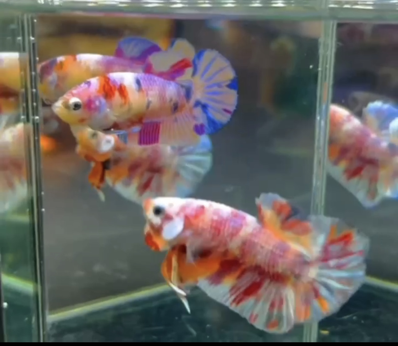 betta817
