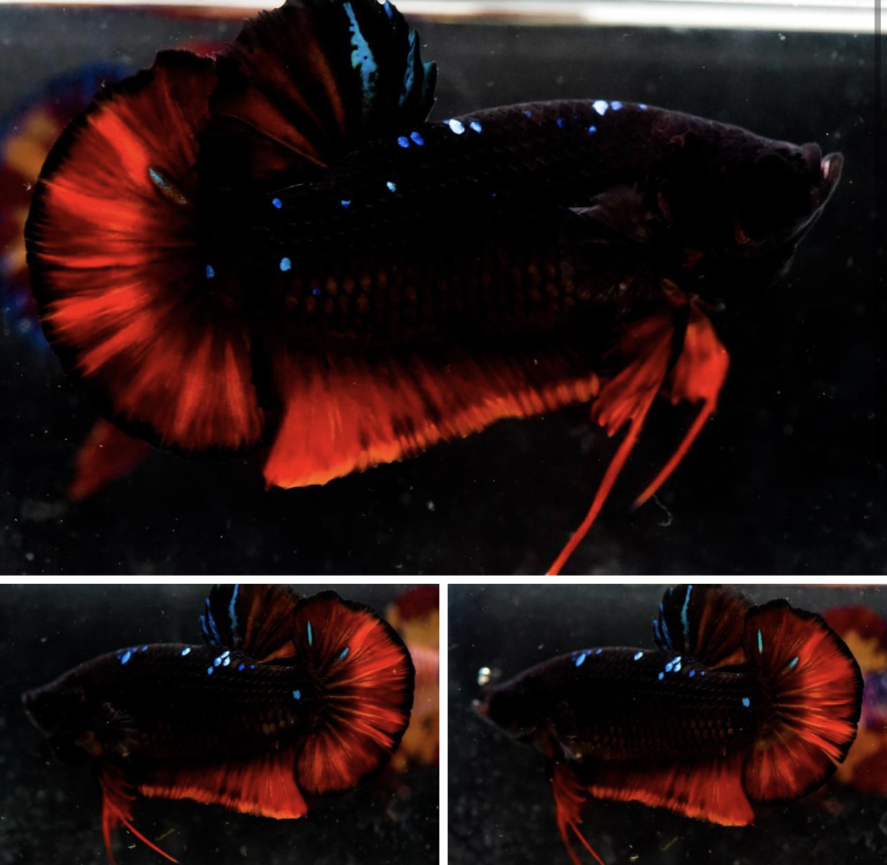 betta820