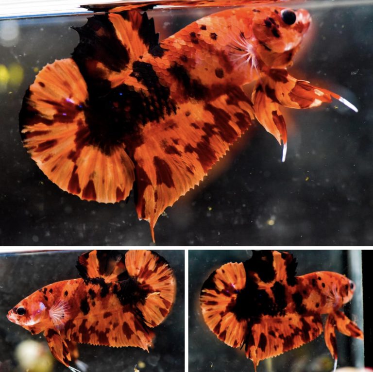 betta821