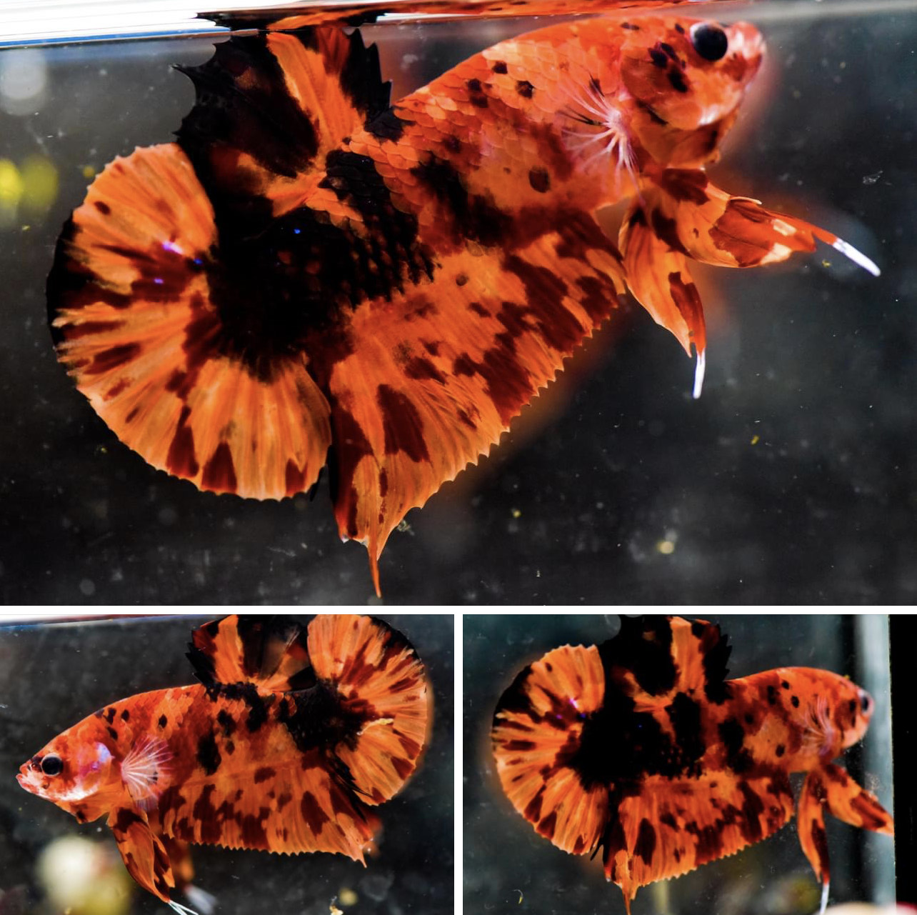betta821