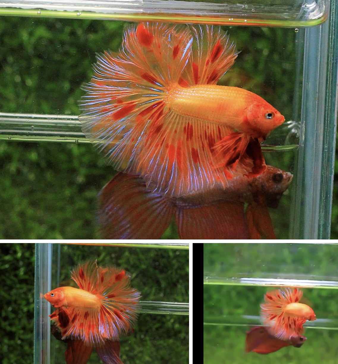 betta819