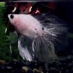 betta812