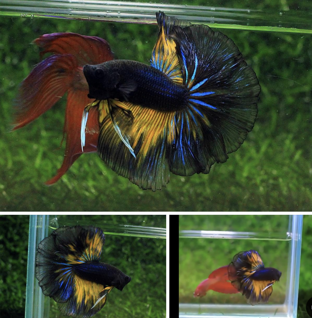 betta818