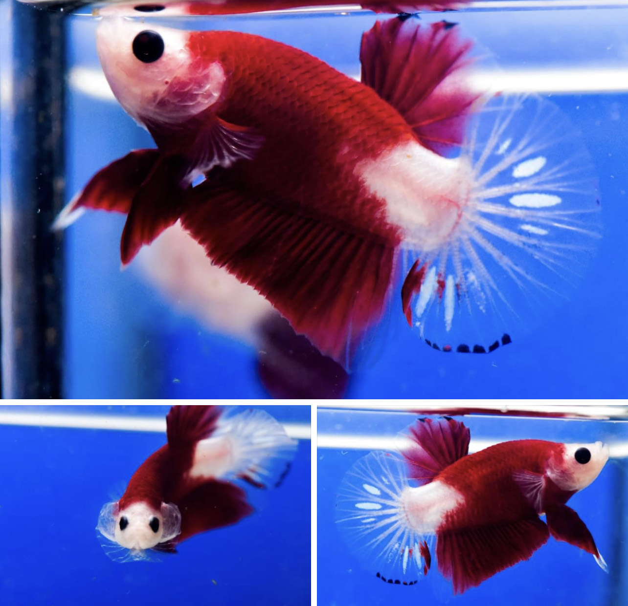 betta824