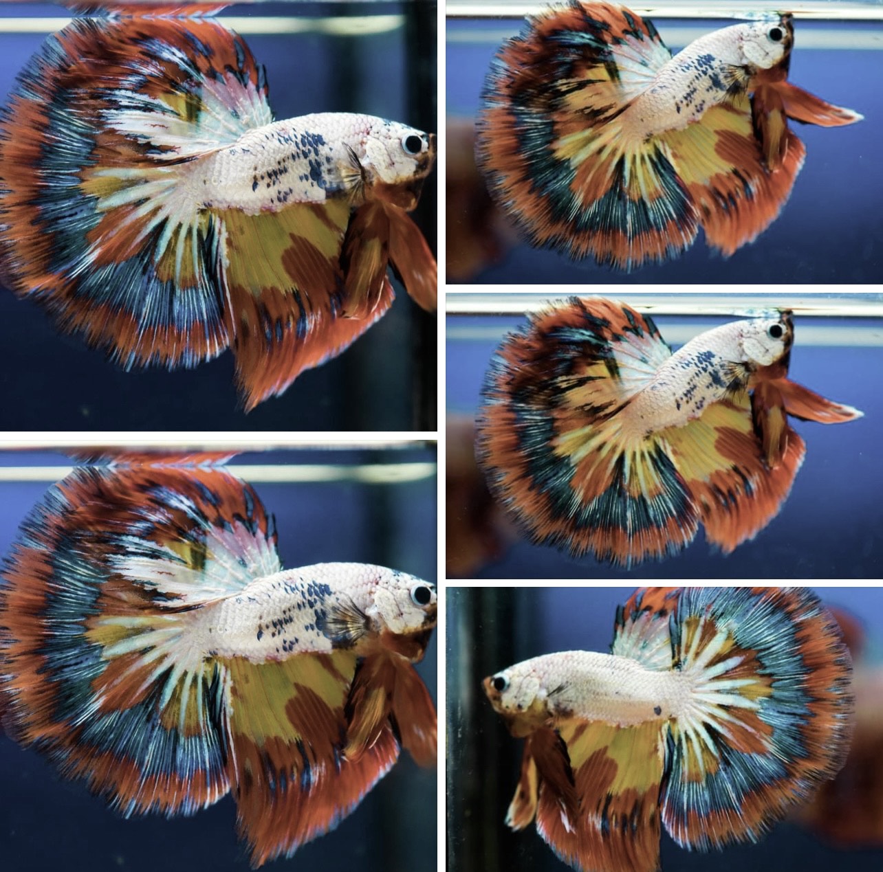 betta825