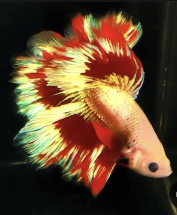 betta833