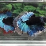 betta831