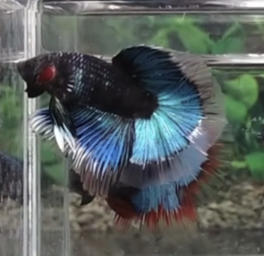 betta831