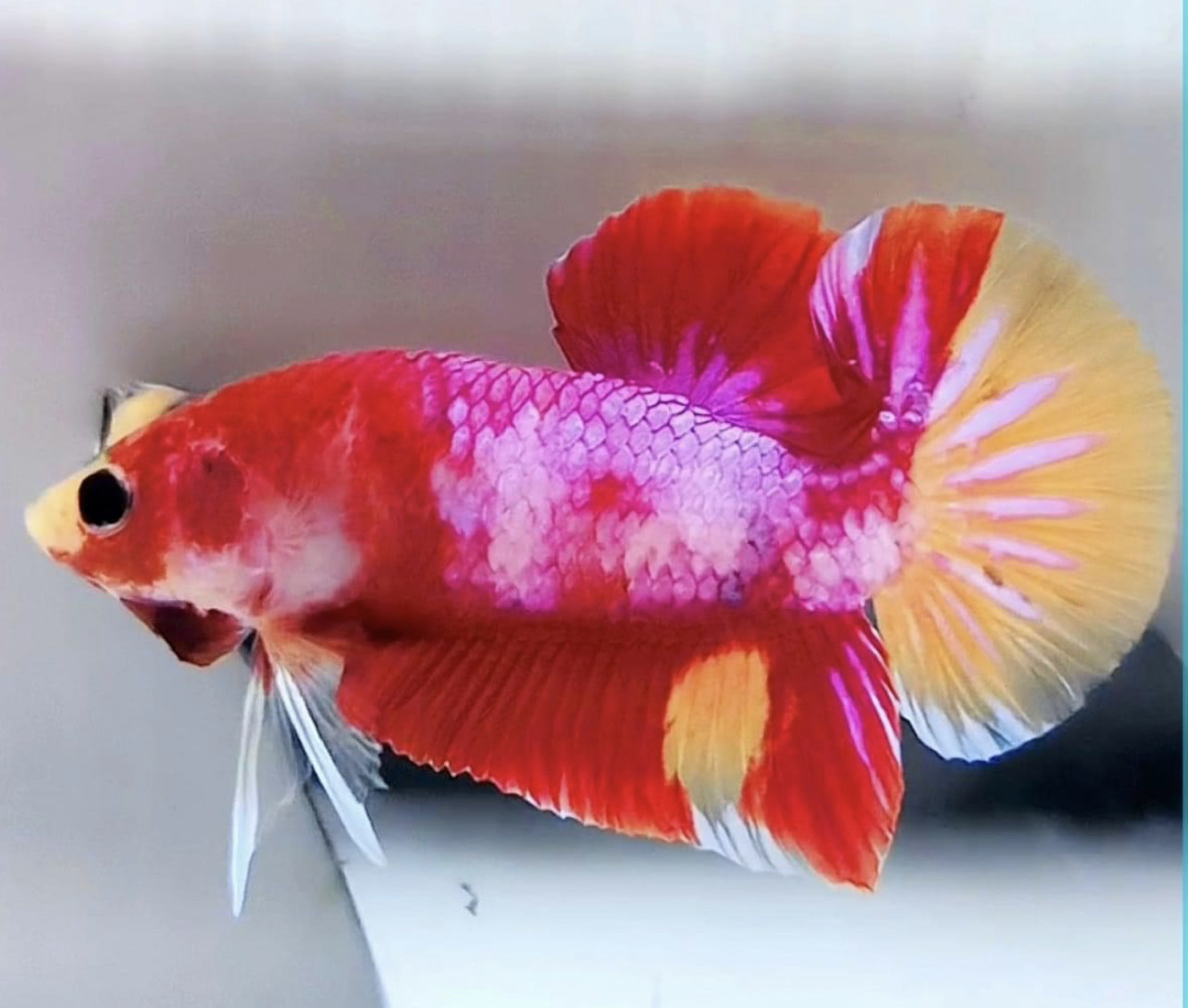 betta829