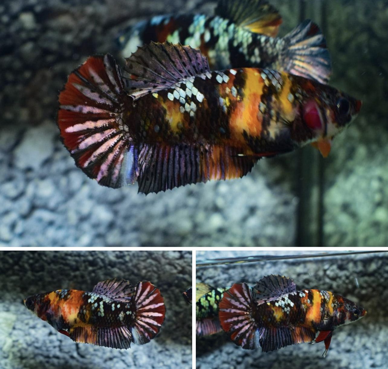 betta834
