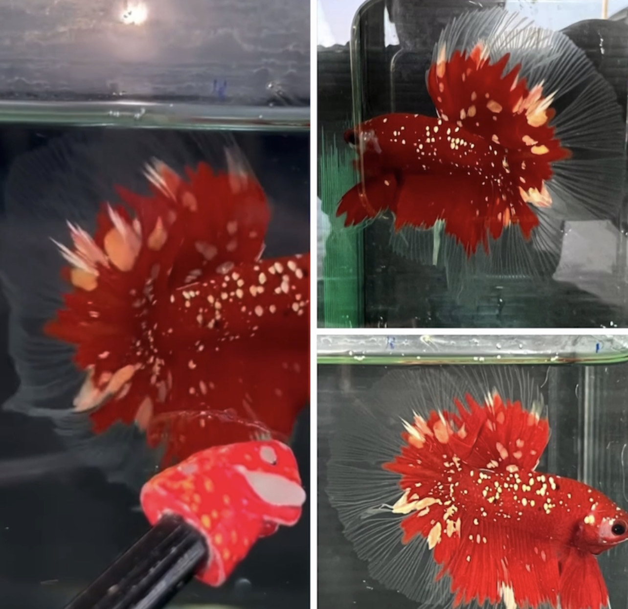 betta841