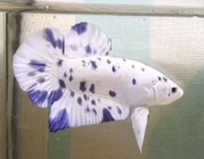 betta843