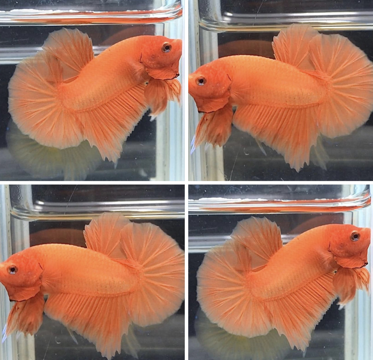 betta849