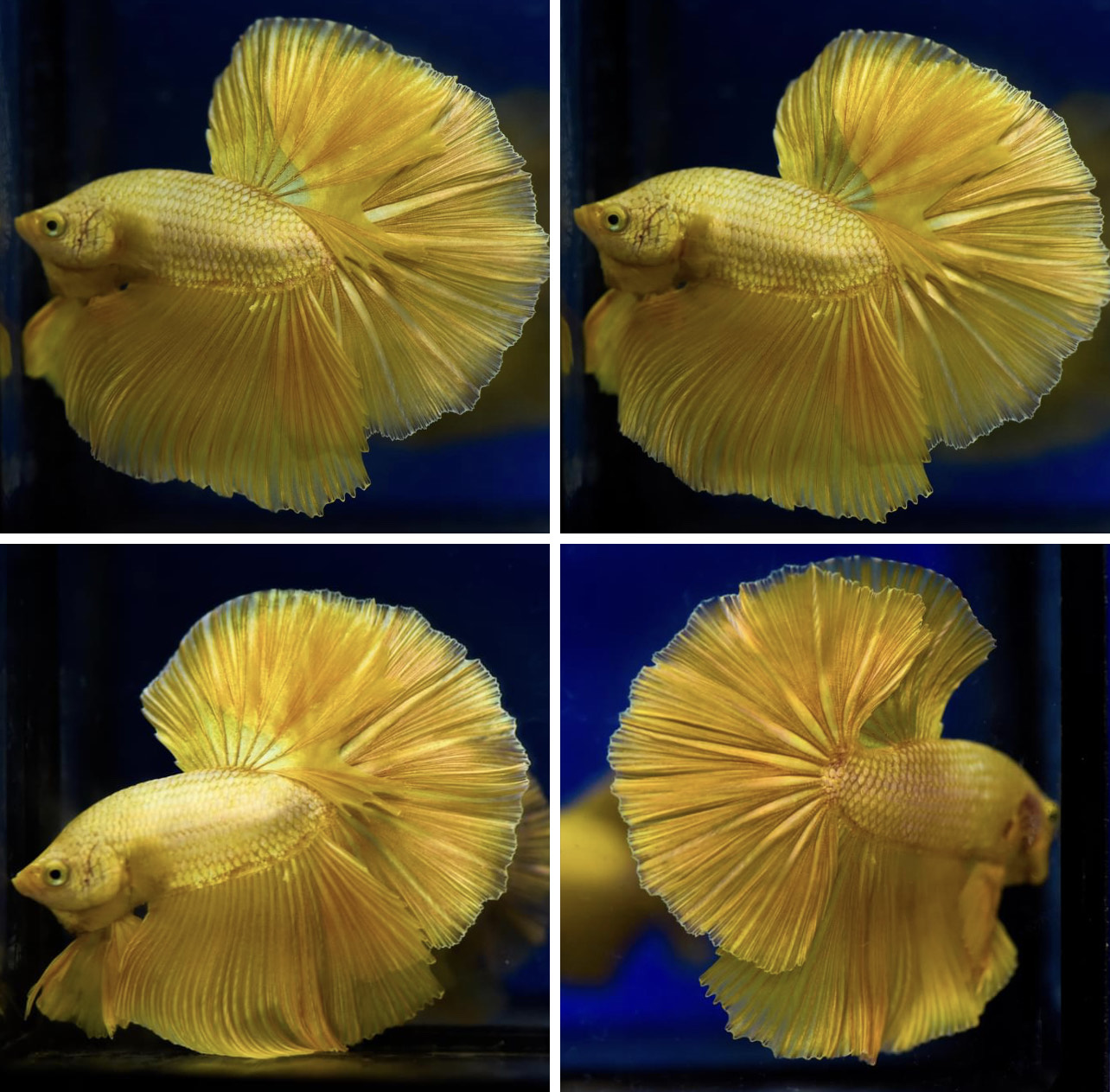 betta850