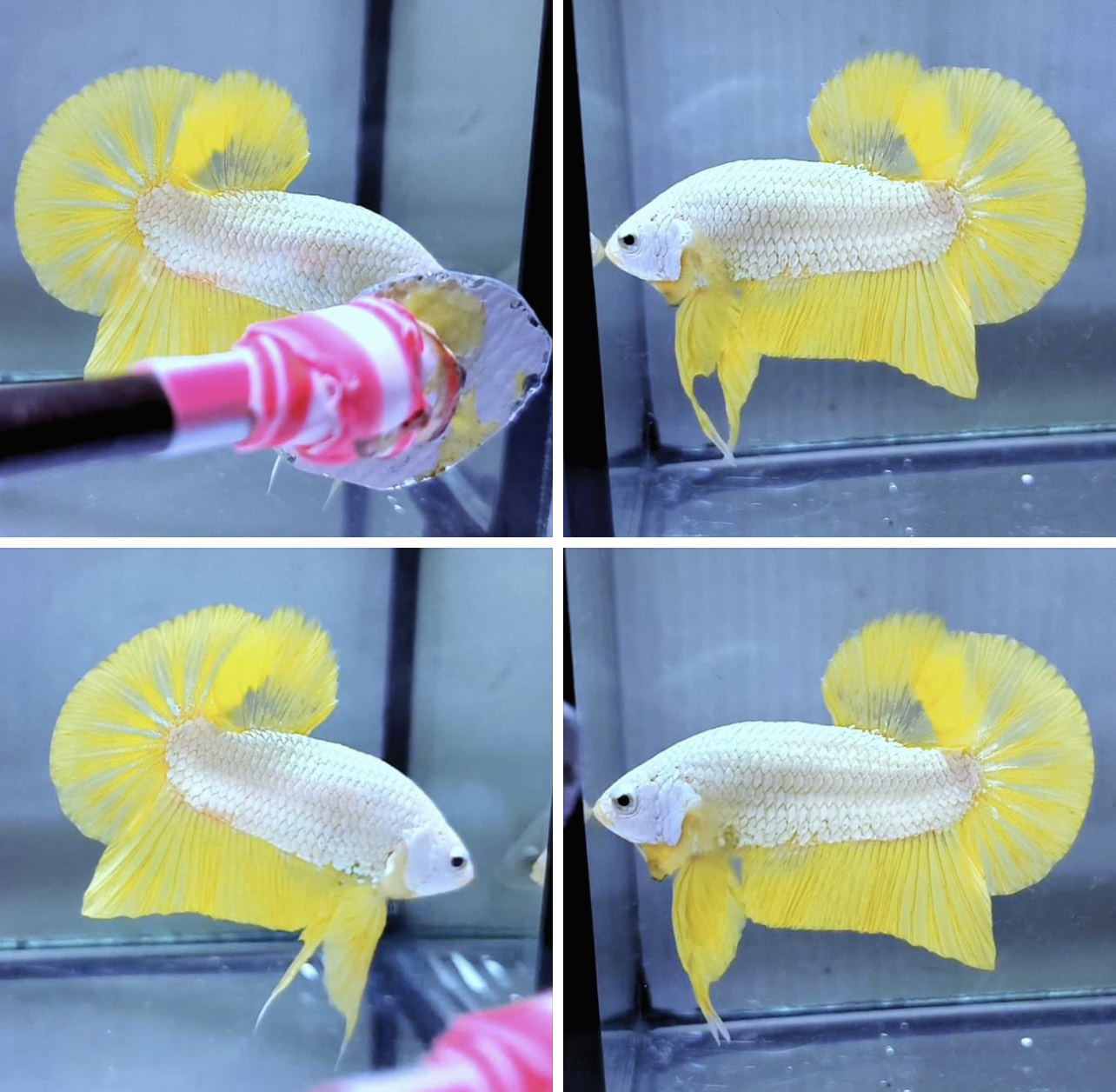 betta848