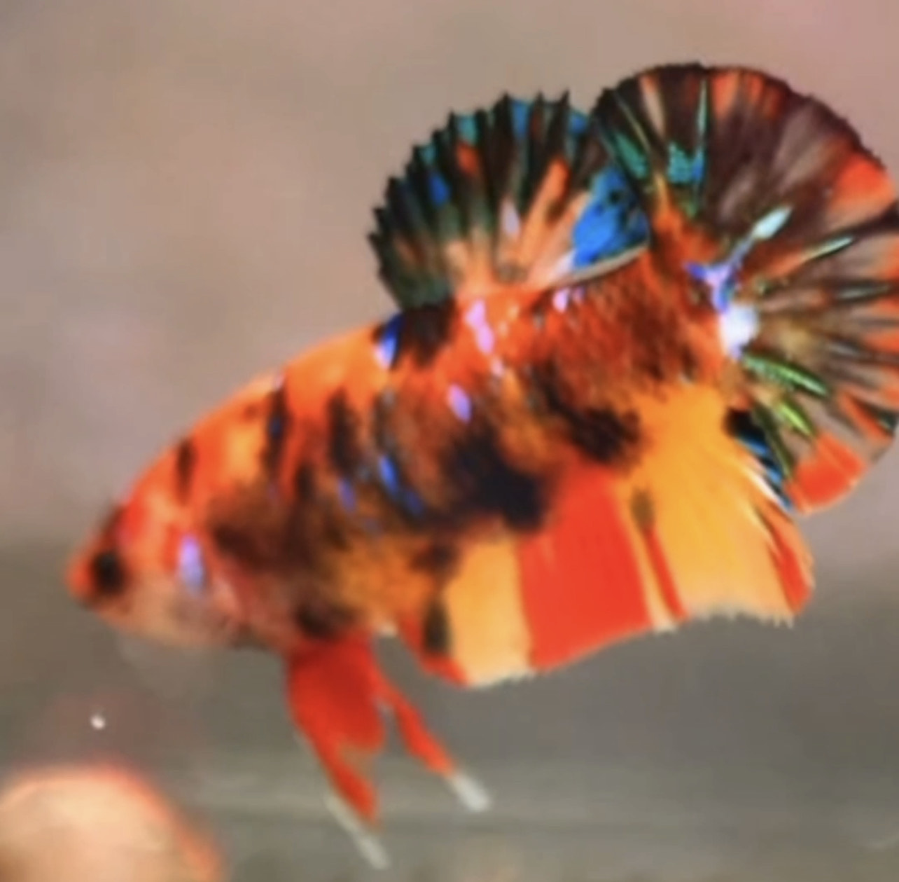 betta844