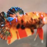 betta844