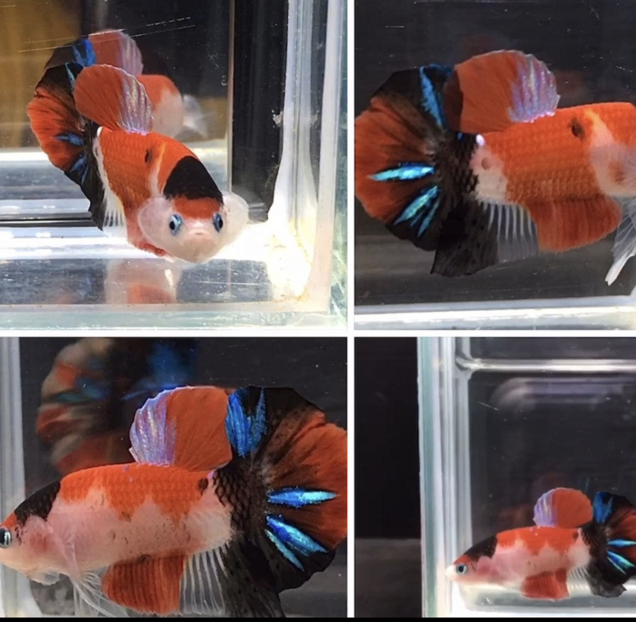 betta851