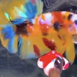 betta845