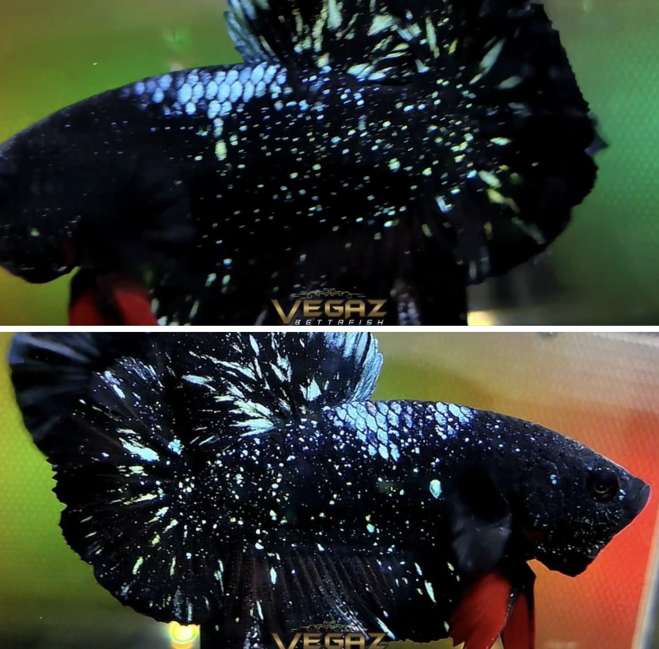betta840