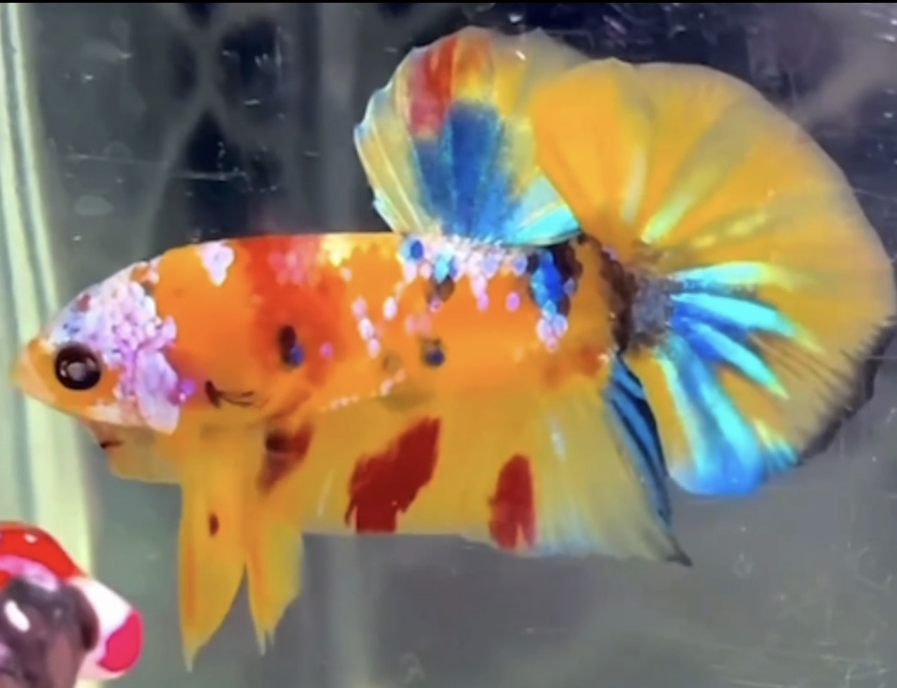 betta845