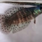 betta835
