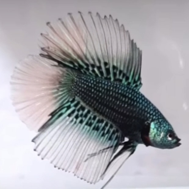 betta835
