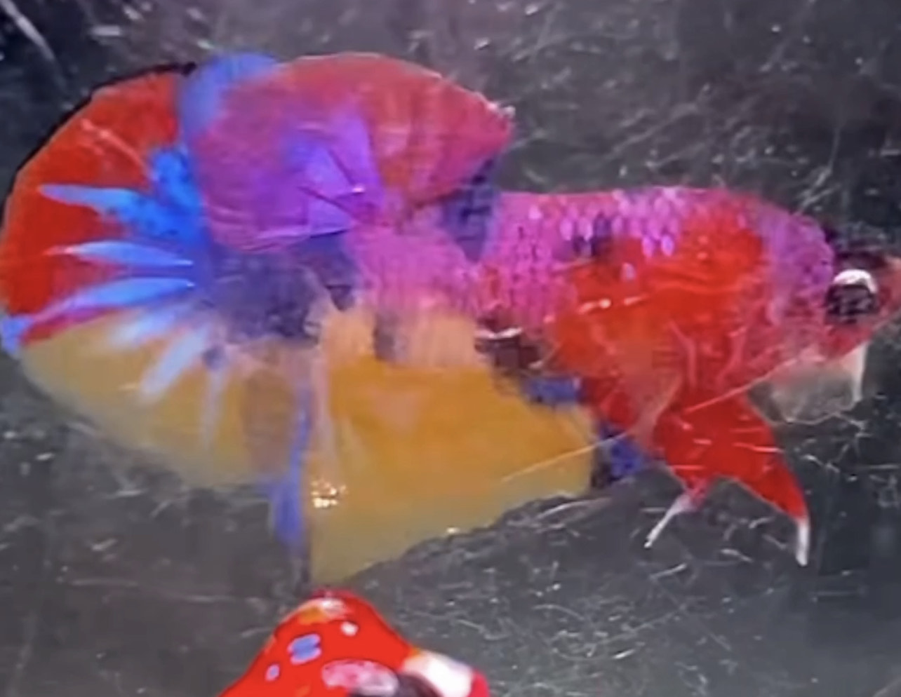betta857