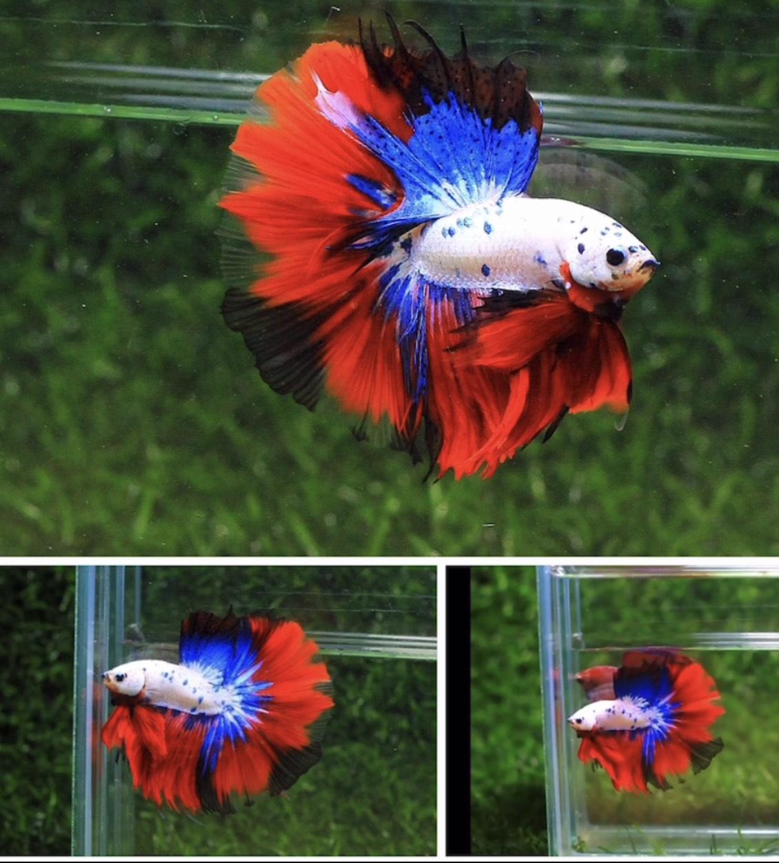 betta856