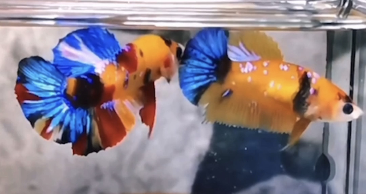 betta852
