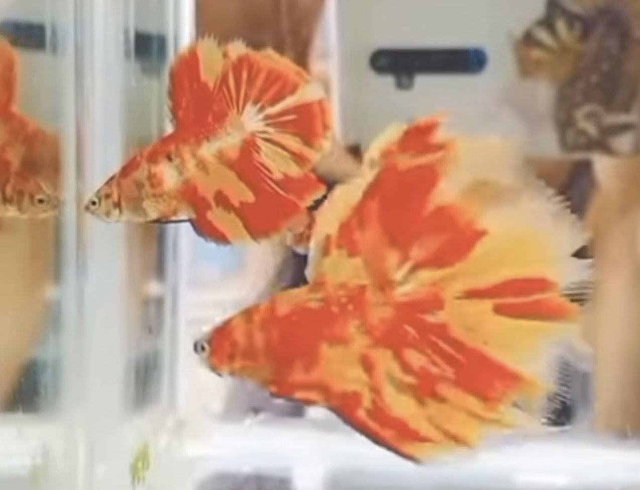 betta853