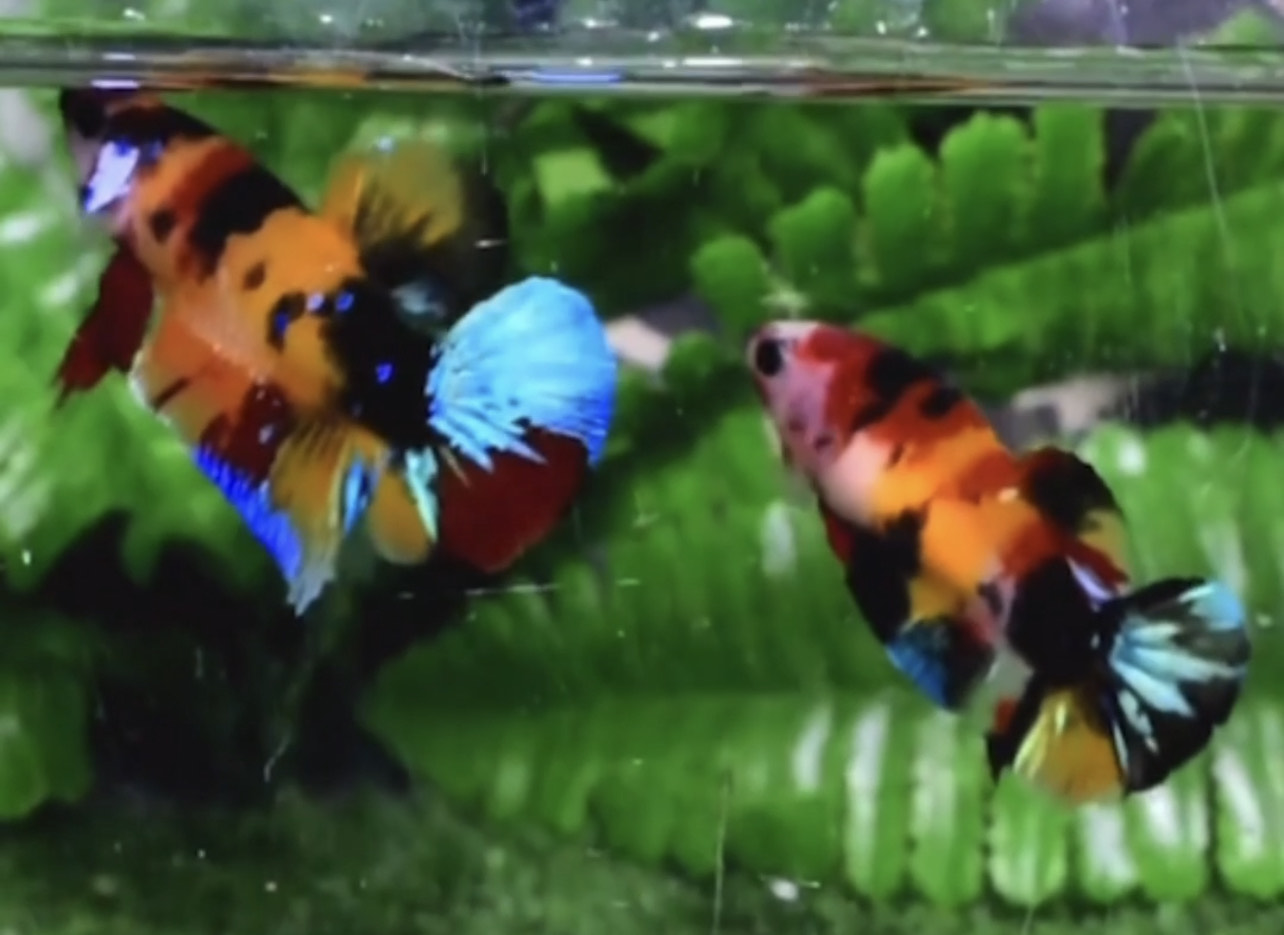 betta855