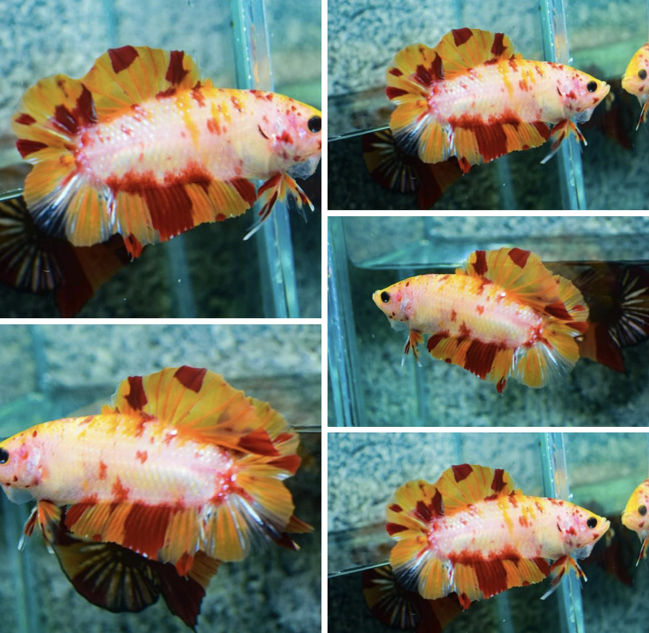 betta854