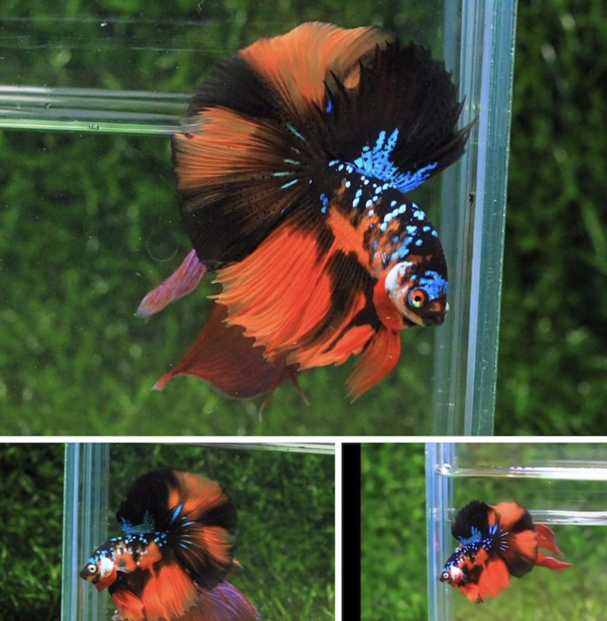 betta858