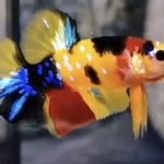 betta859
