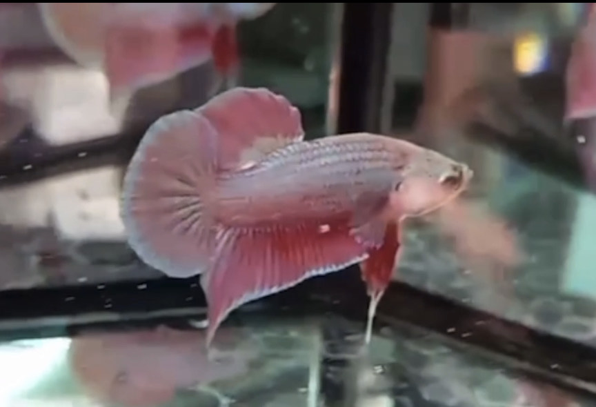 betta862