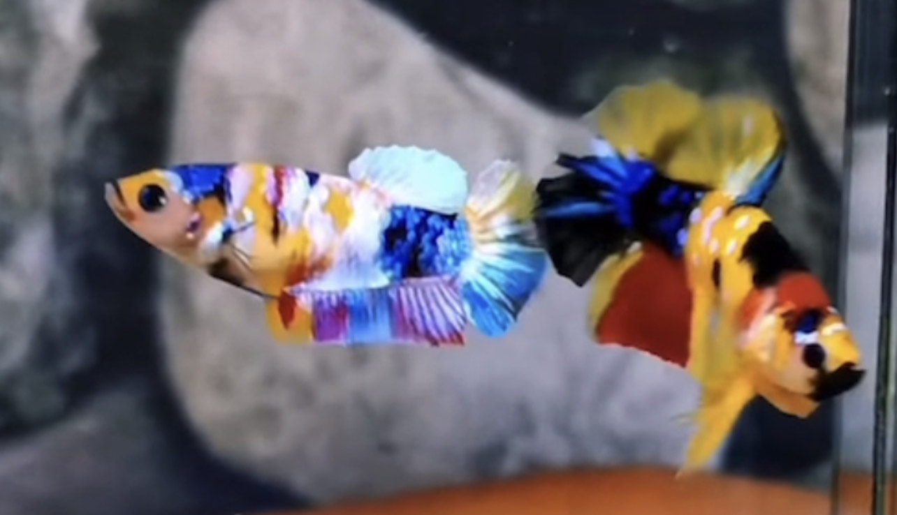 betta859