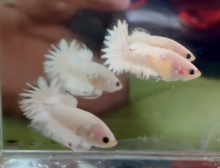 betta863