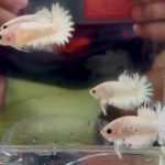 betta863