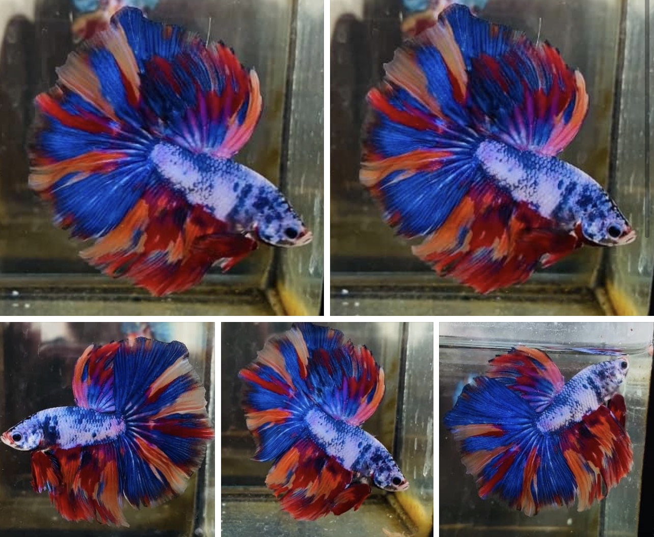 betta864