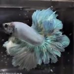 betta865