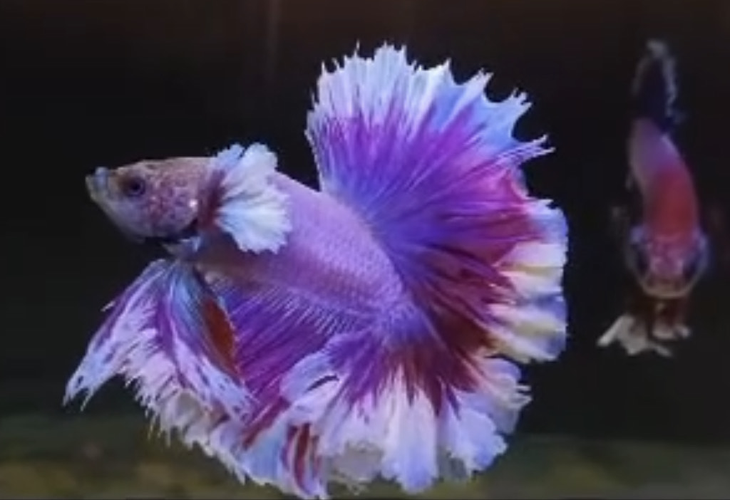 betta867