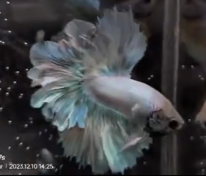 betta865