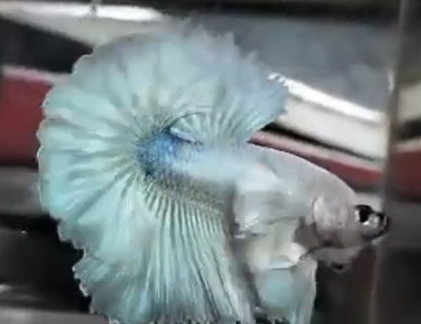 betta866