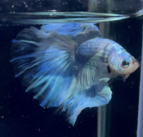 betta870