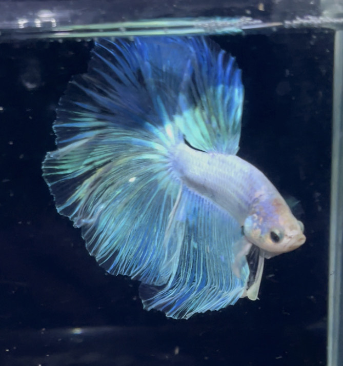 betta876