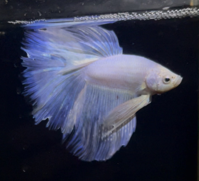 betta871
