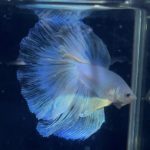 betta872
